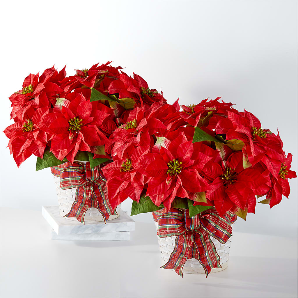 Happiest Holidays Poinsettia Bundle – COCO'S FLOWER BAR, Mckinney TX