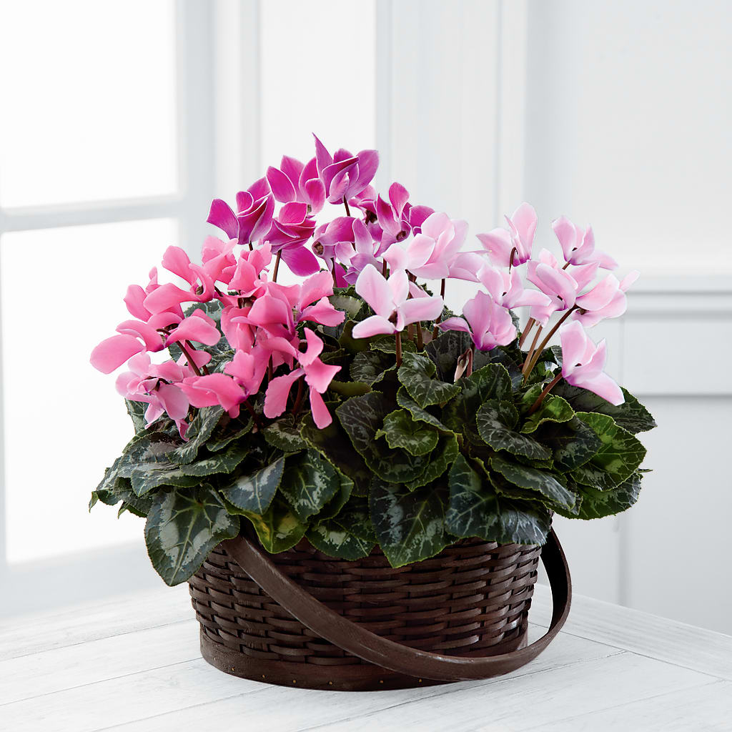 Mixed Cyclamen Planter – COCO'S FLOWER BAR, Mckinney TX