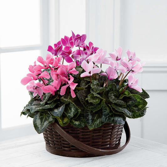 Mixed Cyclamen Planter – COCO'S FLOWER BAR, Mckinney TX