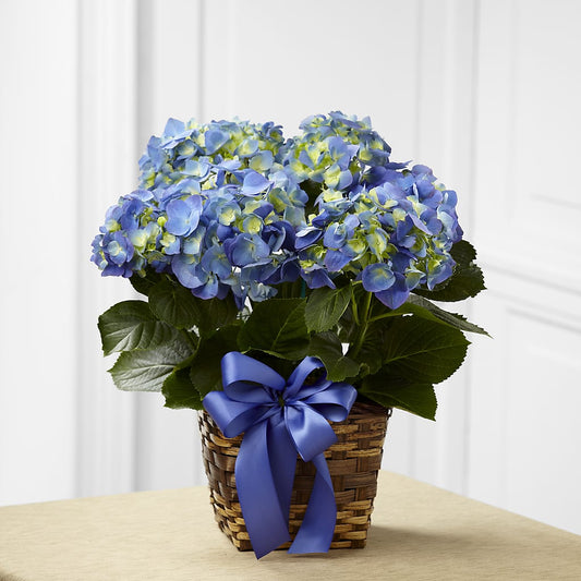 Blue Hydrangea Planter – COCO'S FLOWER BAR, Mckinney TX