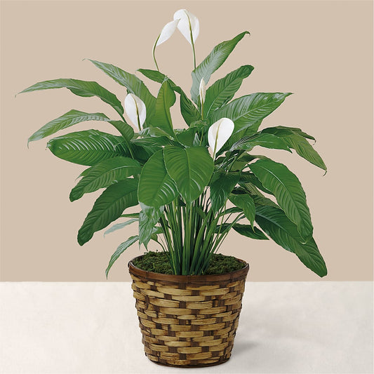 Tranquil Moments Peace Lily Plant – COCO'S FLOWER BAR, Mckinney TX