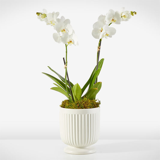 Whispering White Orchid – COCO'S FLOWER BAR, Mckinney TX