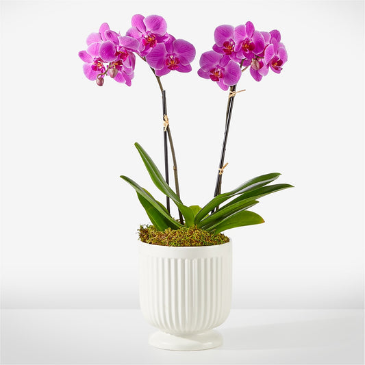 Friendly Fuchsia Orchid – COCO'S FLOWER BAR, Mckinney TX