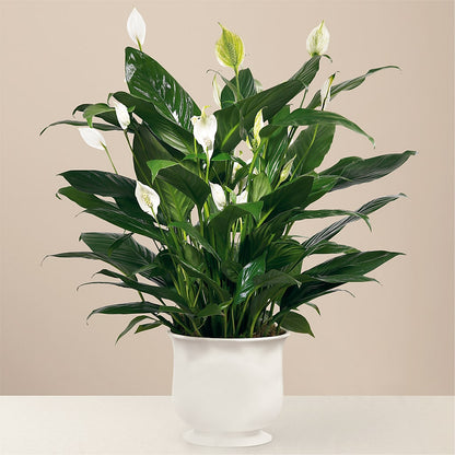 Comfort Planter – COCO'S FLOWER BAR, Mckinney TX