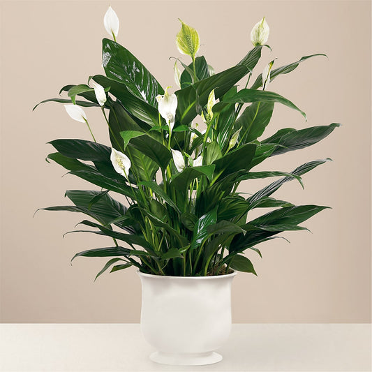 Comfort Planter – COCO'S FLOWER BAR, Mckinney TX