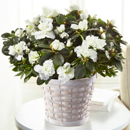 White Azalea Plant – COCO'S FLOWER BAR, Mckinney TX