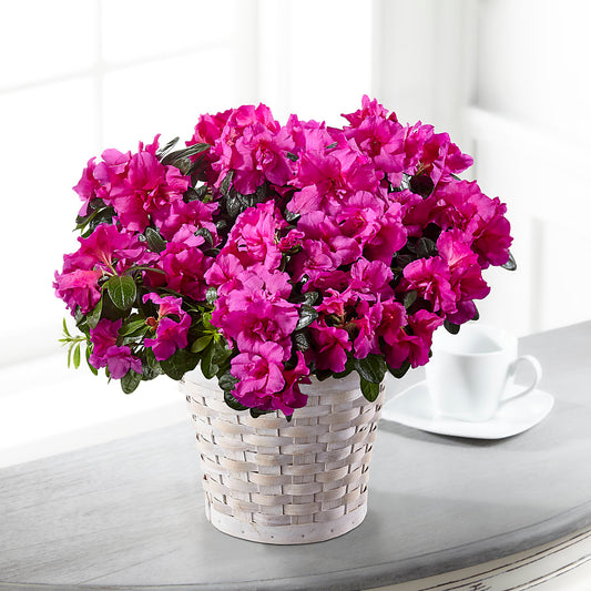 Hope & Serenity Azalea Plant – COCO'S FLOWER BAR, Mckinney TX
