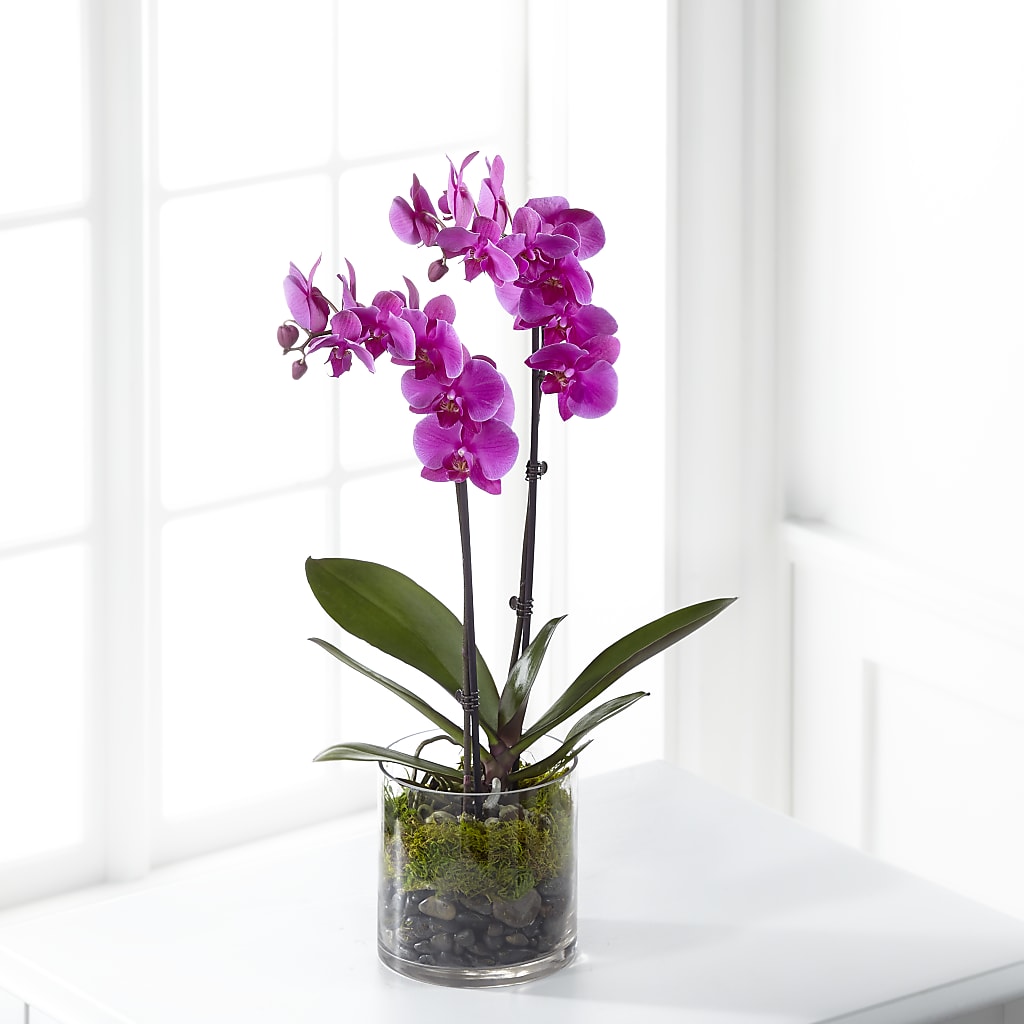 Pink Orchid Plant – COCO'S FLOWER BAR, Mckinney TX
