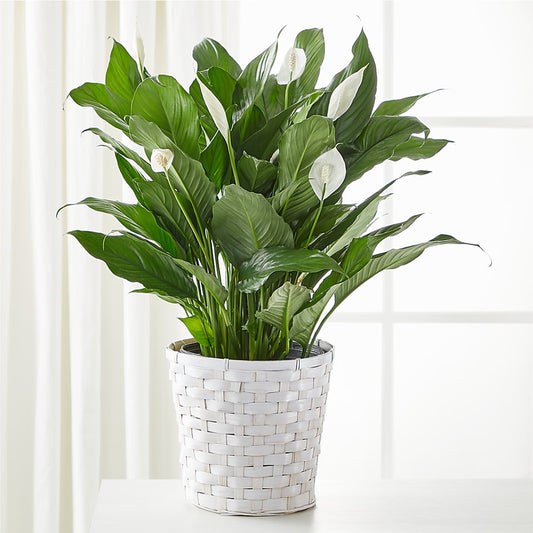 A New Leaf Peace Lily – COCO'S FLOWER BAR, Mckinney TX
