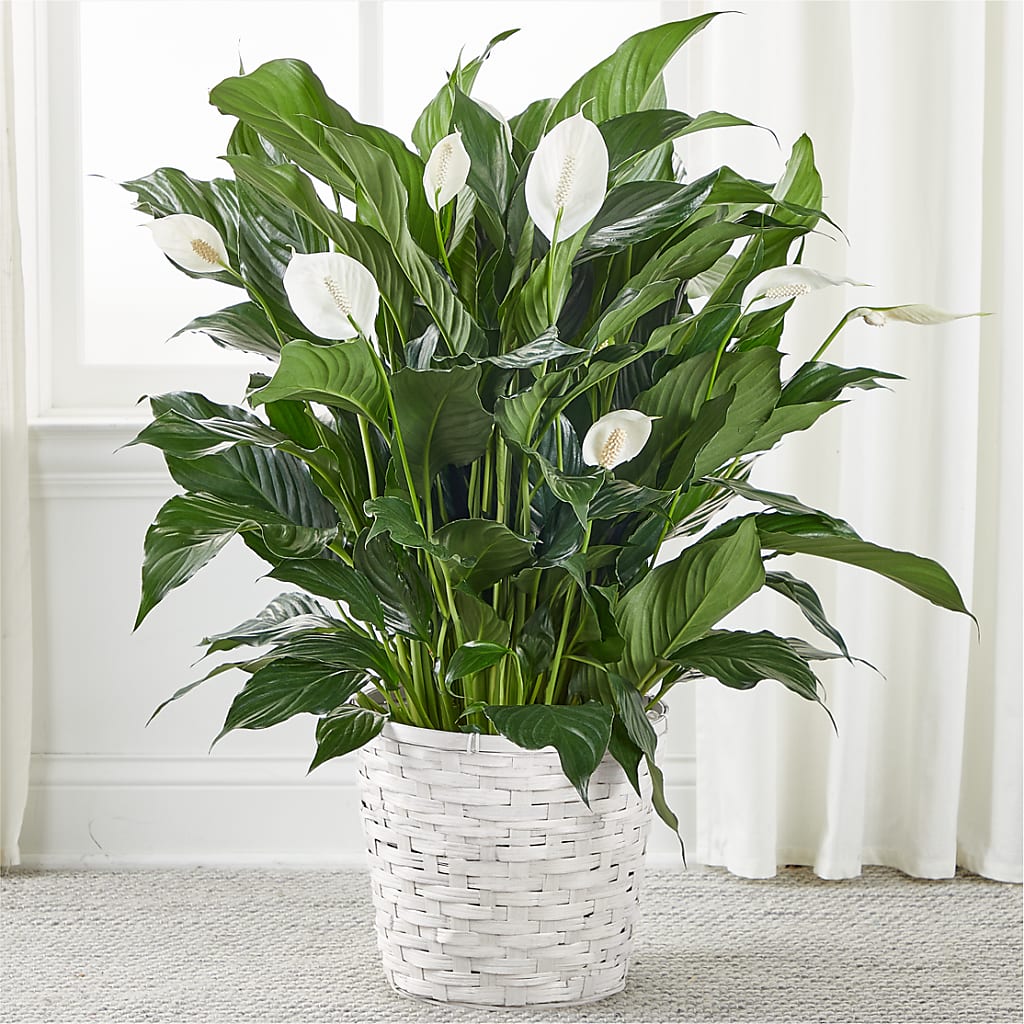 A New Leaf Peace Lily – COCO'S FLOWER BAR, Mckinney TX
