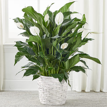 A New Leaf Peace Lily – COCO'S FLOWER BAR, Mckinney TX