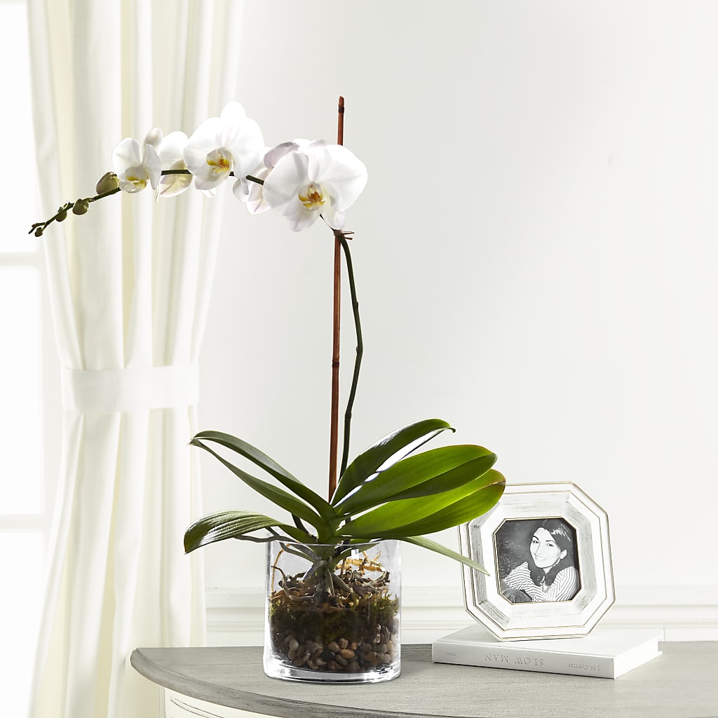 White Orchid Planter – COCO'S FLOWER BAR, Mckinney TX